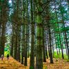 Wildwood : Forest Bathing Walk for Adults & Teens